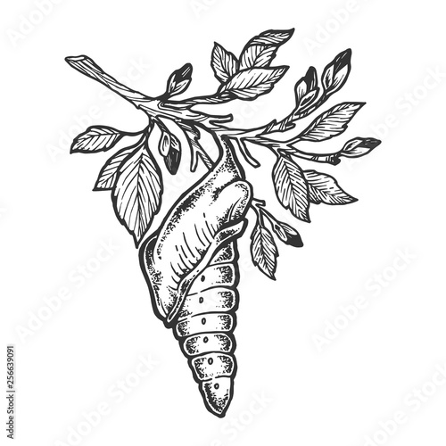 Butterfly cocoon pupa sketch engraving vector illustration. Scratch board style imitation. Hand drawn image.