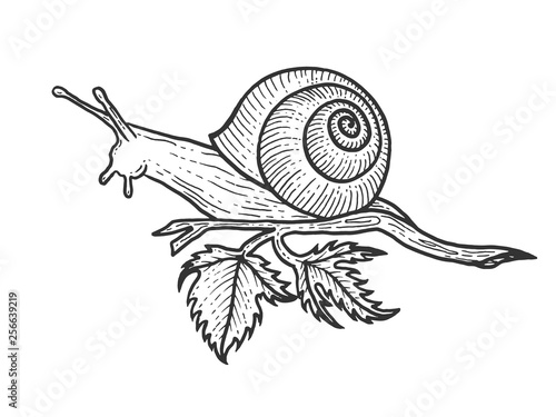 Snail animal sketch engraving vector illustration. Scratch board style imitation. Black and white hand drawn image.