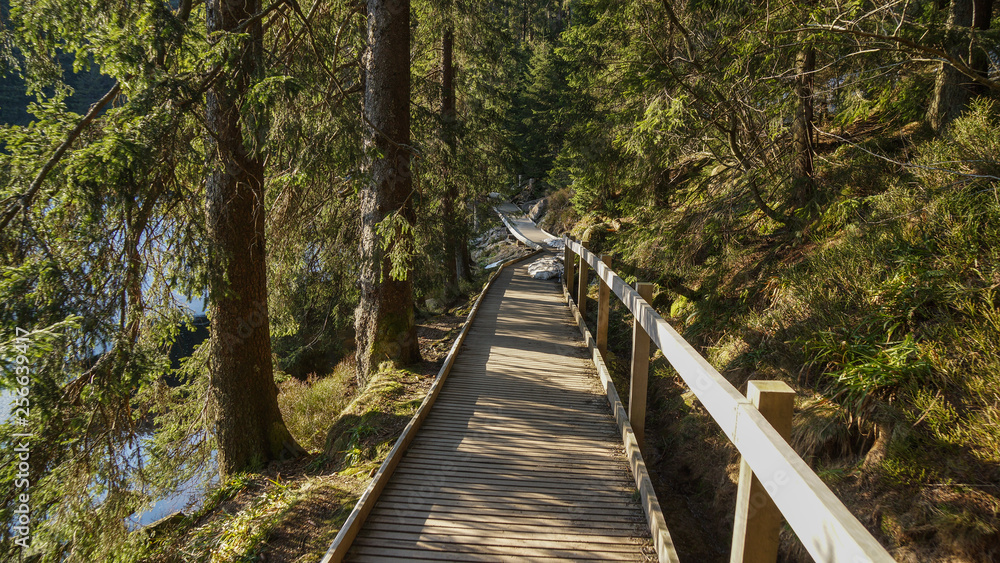 wooden path through forest
