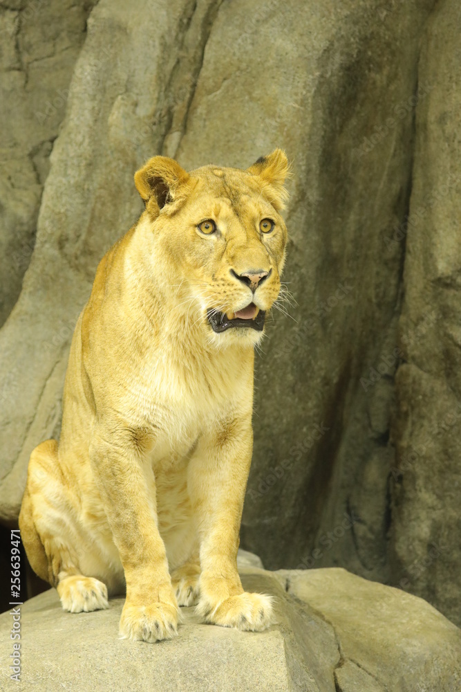 lion female