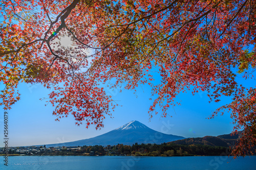 楓と富士山