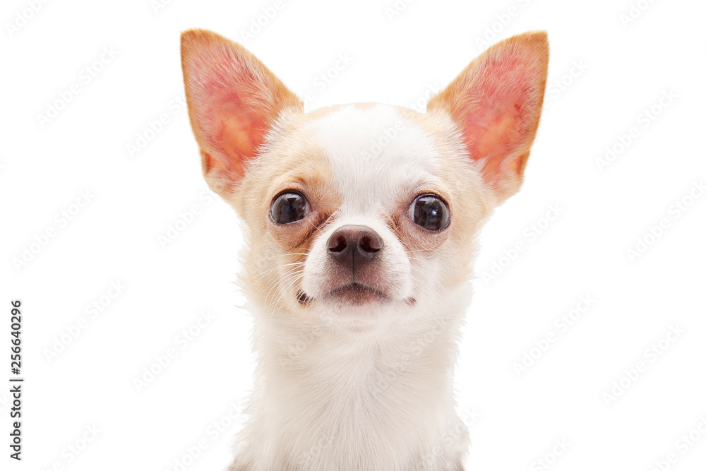 Little puppy, Chihuahua looking straight to the camera, isolated on white background