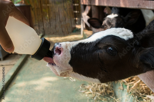 Feeding baby calf with milk bottle in Thailand rearing farm. © tarapatta