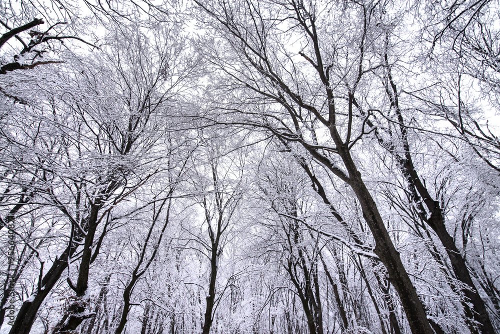 Obraz premium Heavy snow storm in park. Trees covered with deep, white and fluffy snow. Beautiful winter landscape scene outdoors. Concept of shoveling backyard. Winter wonderland after snow storm and hurricane