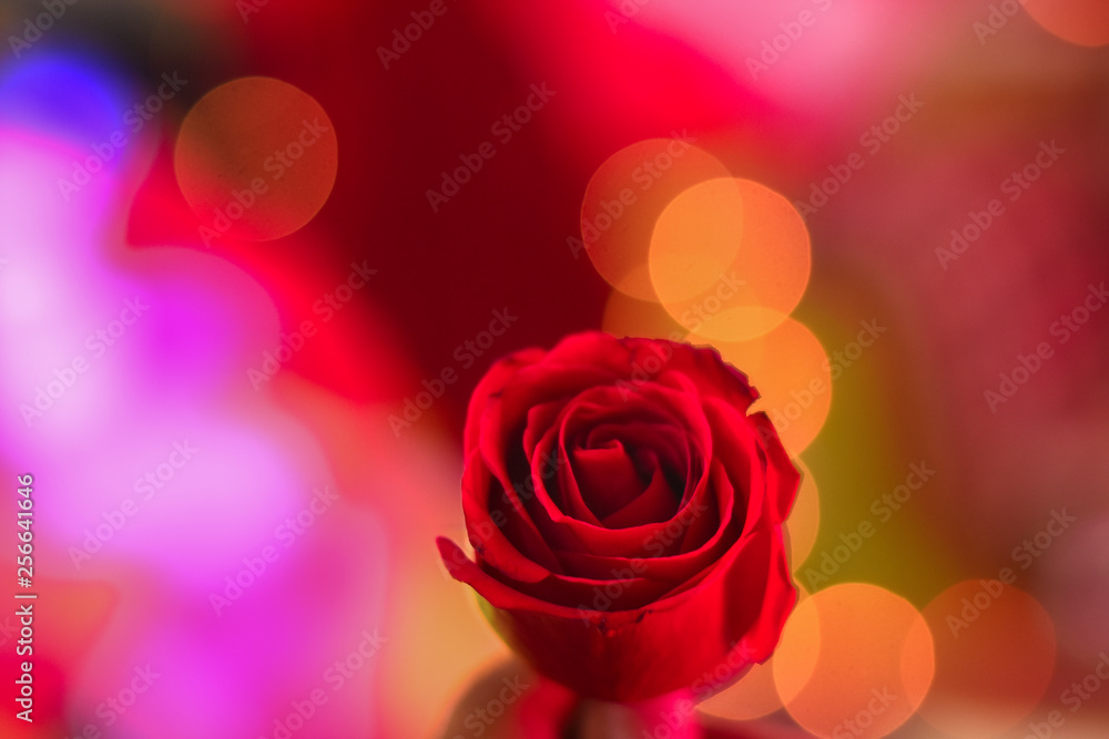 man holding a red rose which is the symbol of love in bokeh background man holding a red rose which is the symbol of love in bokeh background