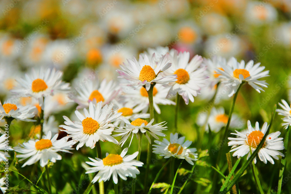 Fototapeta premium field of daisies