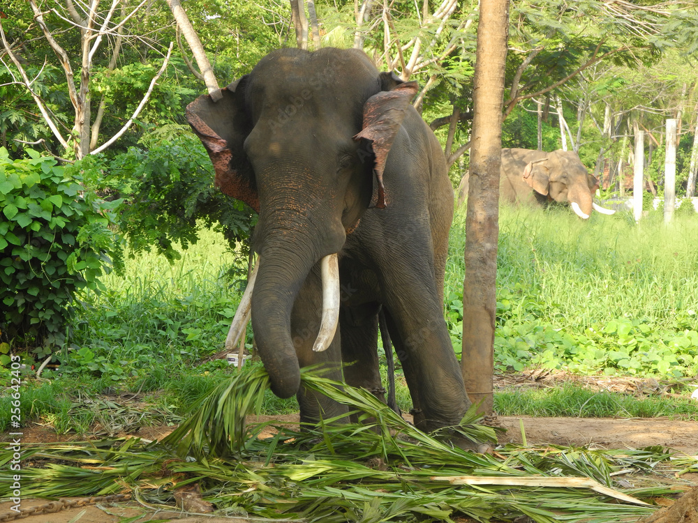 Fototapeta premium Indian elephant eats coconut palm leaves, India, Kerala, Kochi