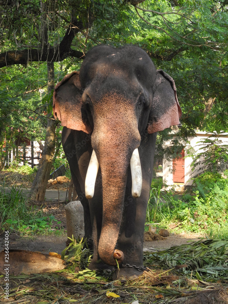 Fototapeta premium Indian elephant eats green plant leaves, India, Kerala, Kochi