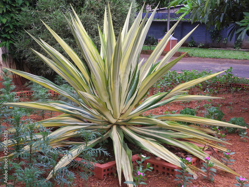 Tropical plant with green white leaves in Kochi, Kerala, India