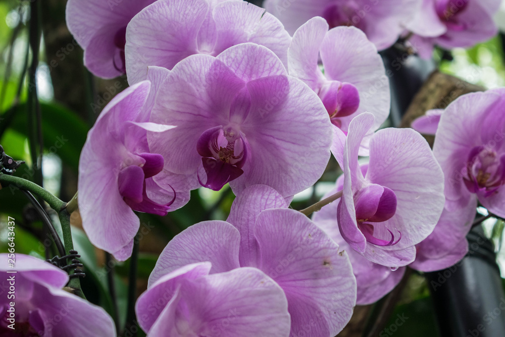 Fototapeta premium Pink Phalaenopsis orchid