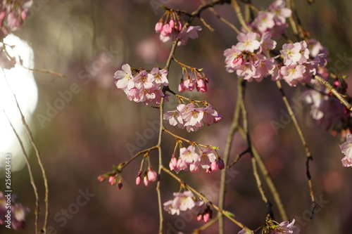 日本の桜 © rika_portrait