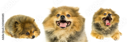 fat Pomeranian in three poses isolate on white background