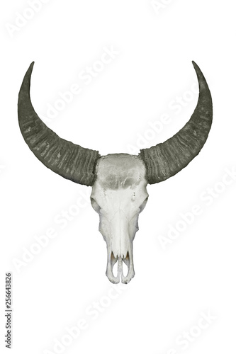 Dead buffalo skull isolated on white background