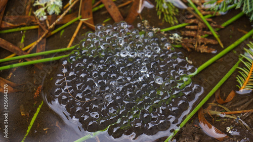 Bild auf Leinwand frog spawn in small pond