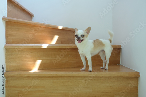 Chihuahua on the wooden stair