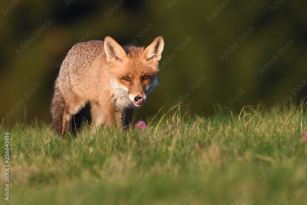 Red fox on meadow