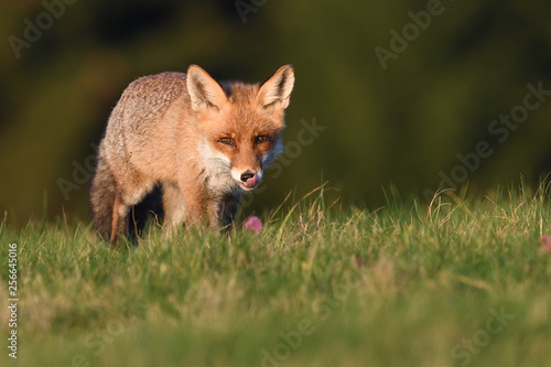 Red fox on meadow © PetrDolejsek
