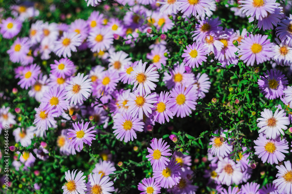 A large number of flowers illuminated by bright sunlight, some of which are in defocusing A large number of flowers illuminated by bright sunlight, some of which are in defocusing