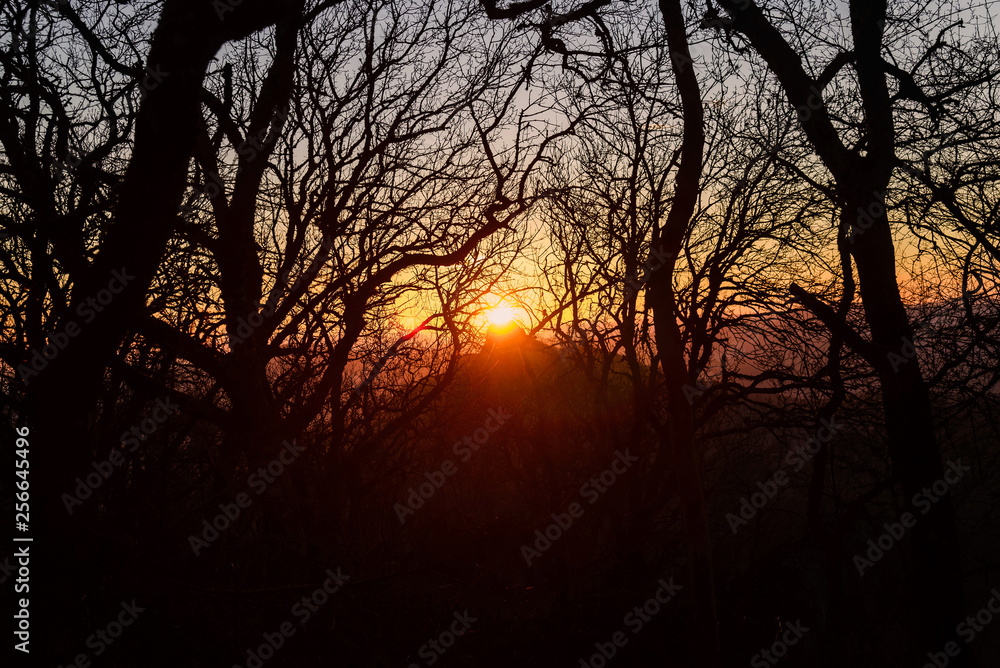 Sunset in the forest through the trees Sunset in the forest through the trees