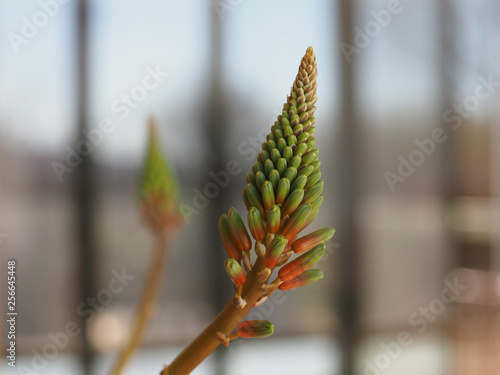 green aloe vera flower photo