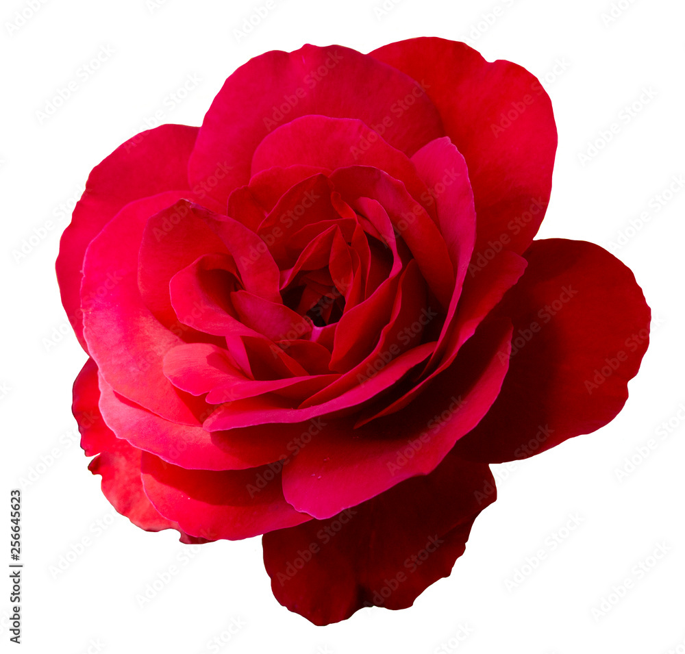 Red rose inflorescence isolated on white background Red rose inflorescence isolated on white background