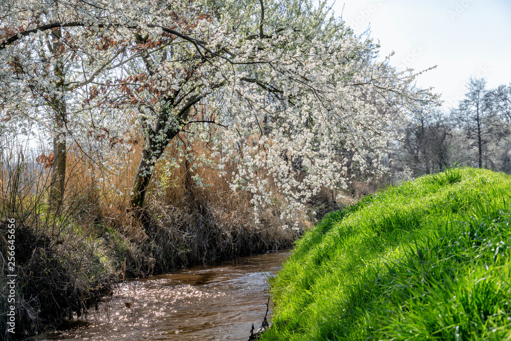 Kirschblüte am Rothbach in der Zülpicher Börde Kirschblüte am Rothbach in der Zülpicher Börde
