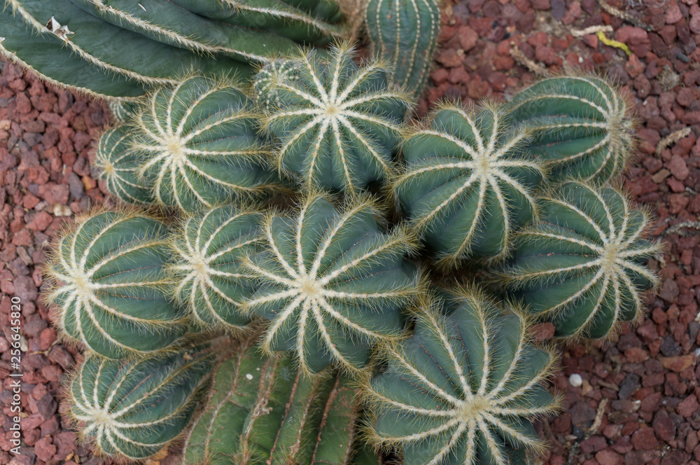 Cluster of golden barrel or mother-in-law cushion cacti Cluster of golden barrel or mother-in-law cushion cacti