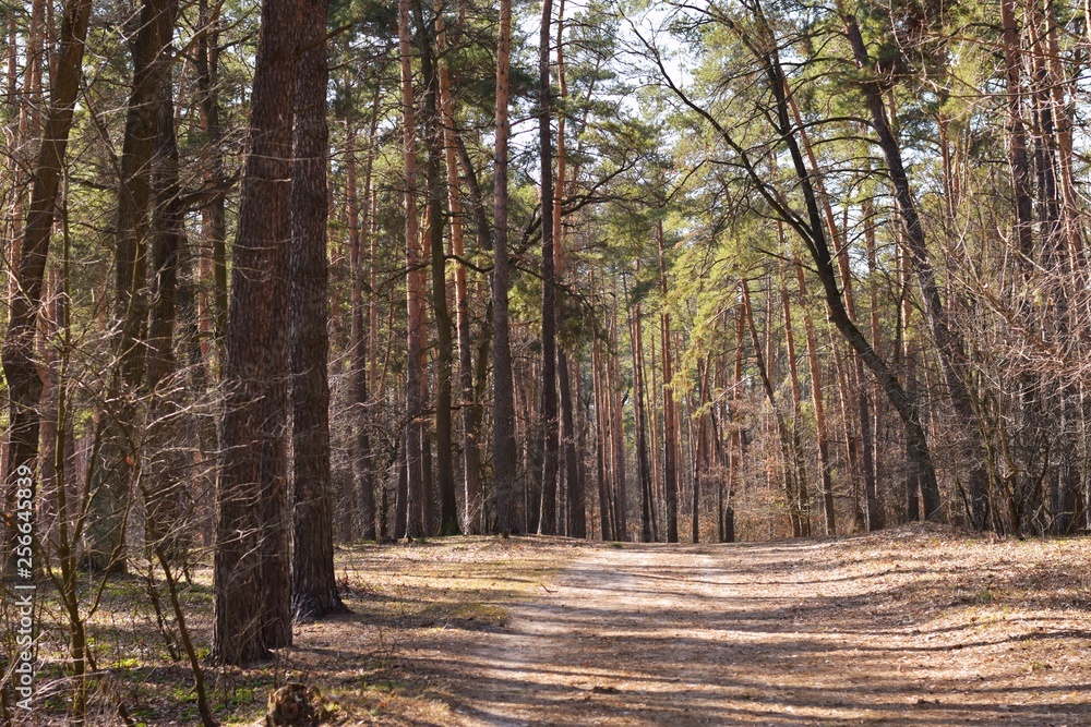 Obraz premium Trail in the spring pine forest with sunlight and shadows on the sand. Beautiful landscapes with evergreen pines at the sunny summer day. Picturesque forest path. Hiking truck in the forest 