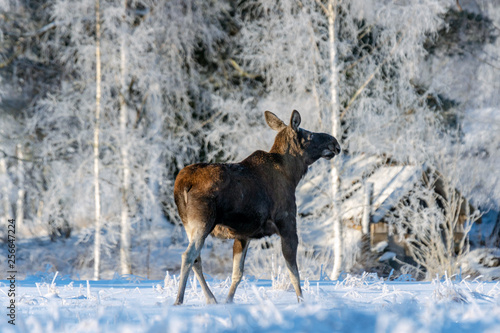 Female moose walking a cross a snow covered field in sunlight