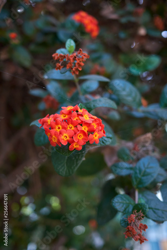 Rondeletia odorata photo