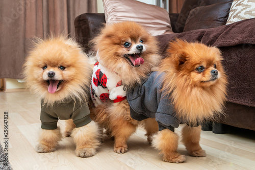 Three cute Pomeranian puppy dogs playing on the floor at home. Mating dogs.