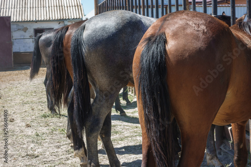 Canvastavla Horses are turned backwards.