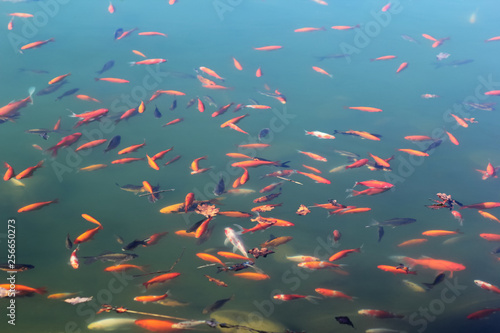 Many red koi carp fish in the pond