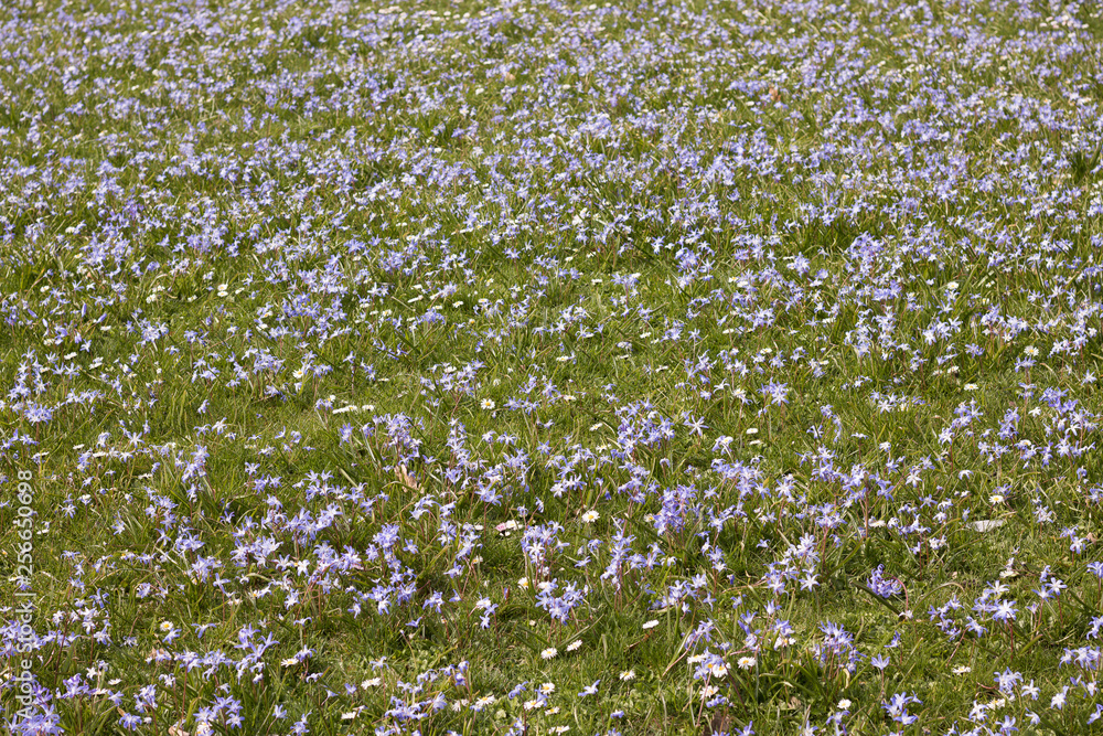 Abstract Blue Blossoming Field Top View. 