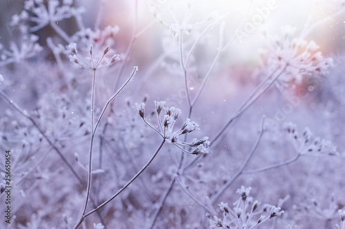Frozen plants in winter with the hoar-frost 