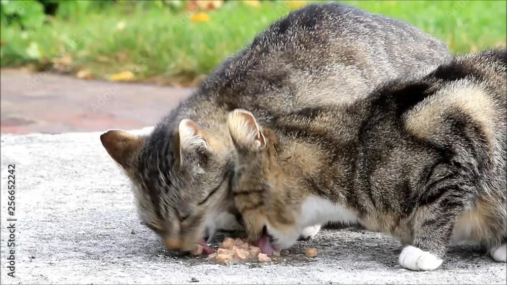 kitten eats cat food on a farm kitten eats cat food on a farm
