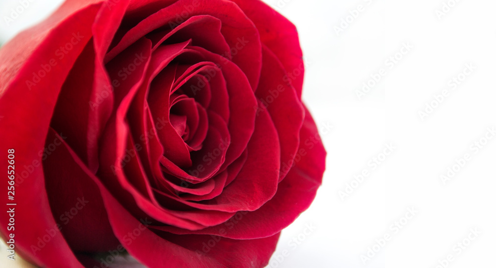 Rosa roja Rosa roja
