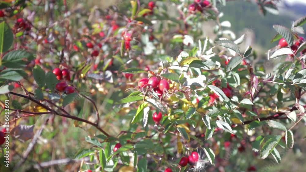 A rosehip bush full of its red berries, swayed by the wind in a sunny mountain landscape. A rosehip bush full of its red berries, swayed by the wind in a sunny mountain landscape.