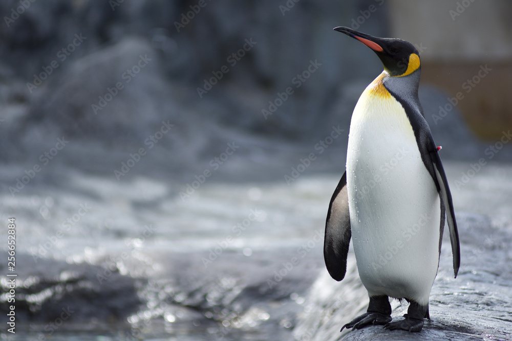Fototapeta premium The King Penguin