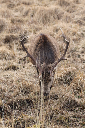 Stag at Glen Etive