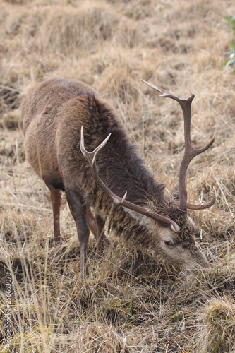 Stag at Glen Etive