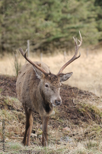 Stag at Glen Etive