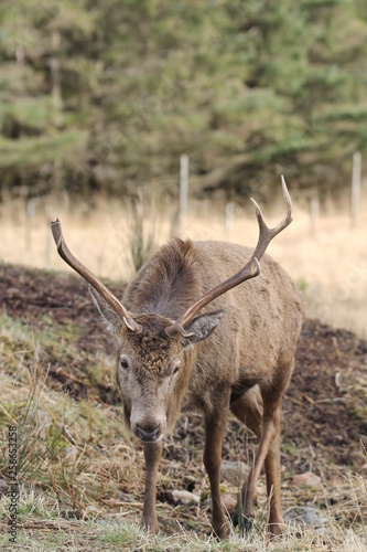 Stag at Glen Etive