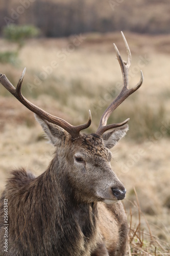 Stag at Glen Etive