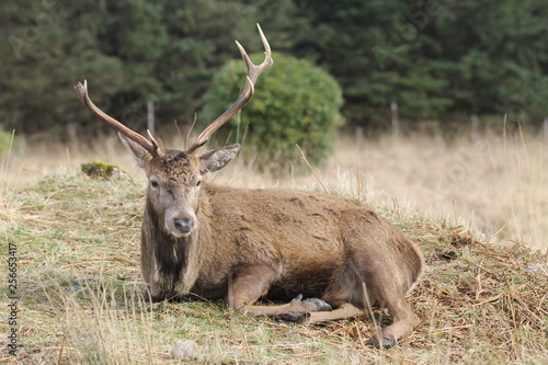 Stag at Glen Etive