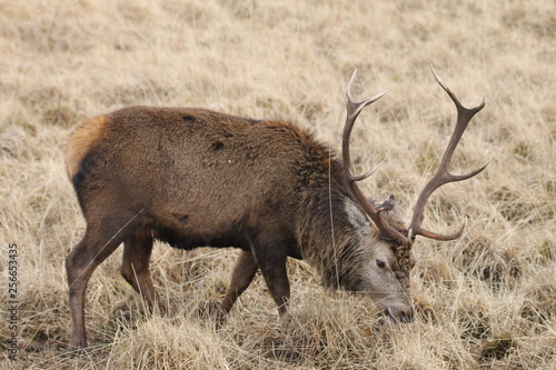 Stag at Glen Etive