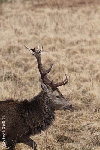 Stag at Glen Etive