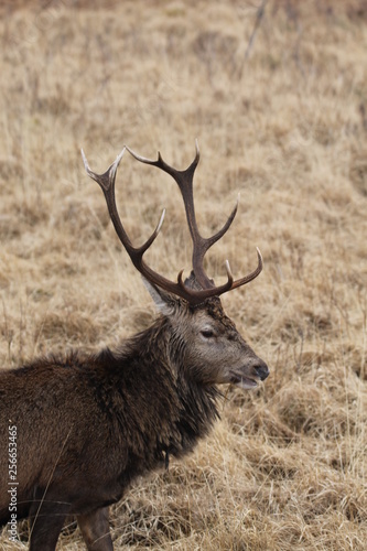 Stag at Glen Etive