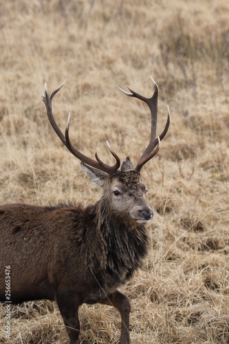 Stag at Glen Etive