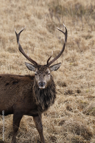 Stag at Glen Etive